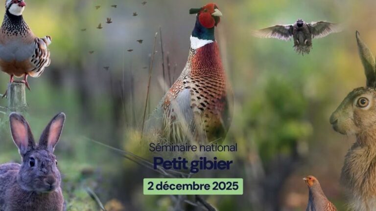 Petit gibier : la FNC lance une stratégie nationale inédite