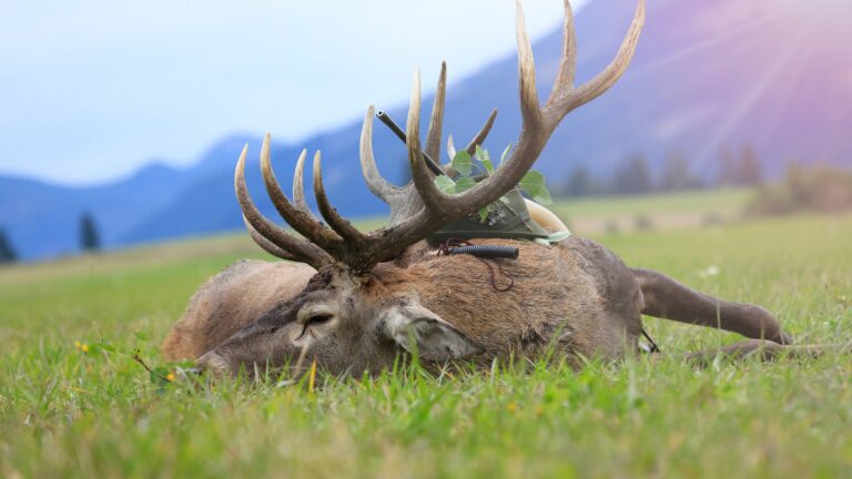 Le chasseur a-t-il de la compassion lorsqu’il tue un animal ?