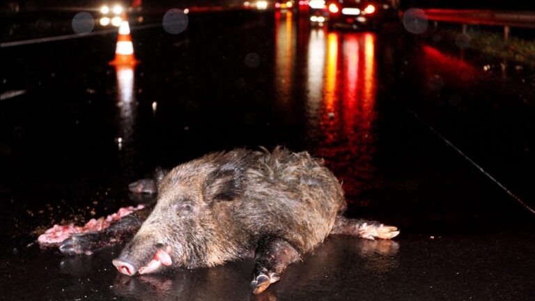 Noël vire au drame : un sanglier provoque un accident mortel en Normandie