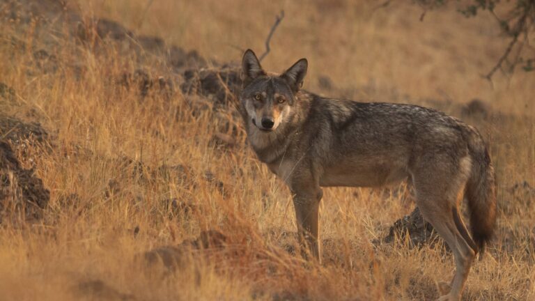 Loups tueurs d’enfants : l’Inde en état de siège