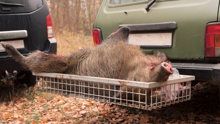 Espagne : 30 euros par sanglier tué pour lutter contre la peste porcine