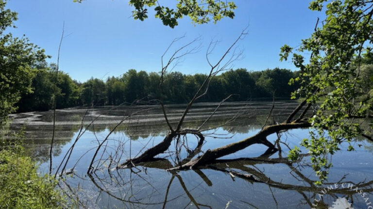 Propriété de chasse de 106 hectares à vendre en Sologne