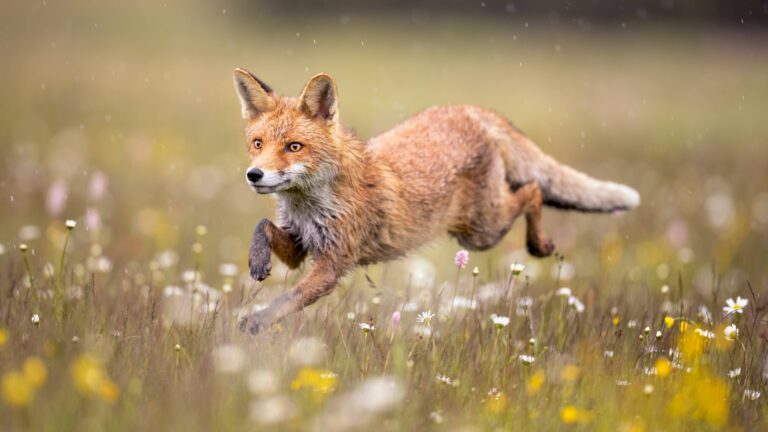 Grippe aviaire : Un chasseur du Gard détecte un renard infecté