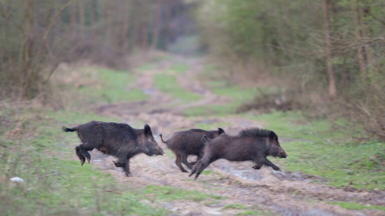 Sangliers : les départements champions du prélèvement en 2024-2025