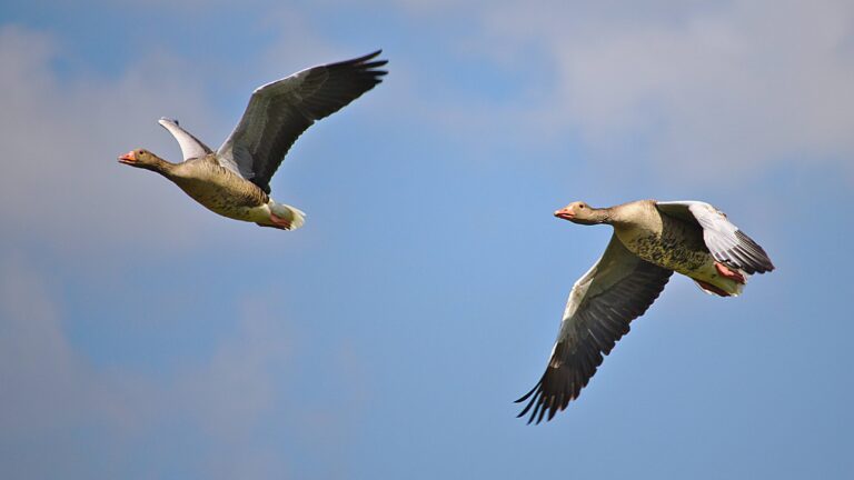 Bassin d’Arcachon : l’interdiction de chasse de 7 espèces annulée par la justice