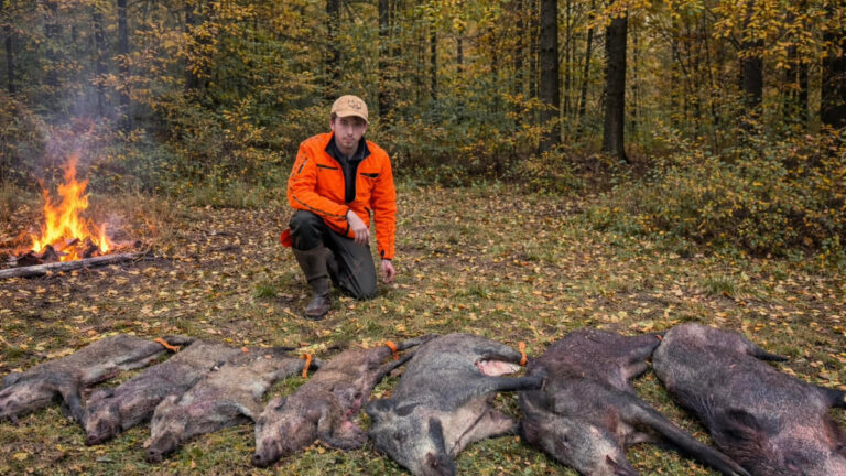7 sangliers dans la journée dont un doublé et un triplé pour ce tout jeune chasseur et sa Maral !