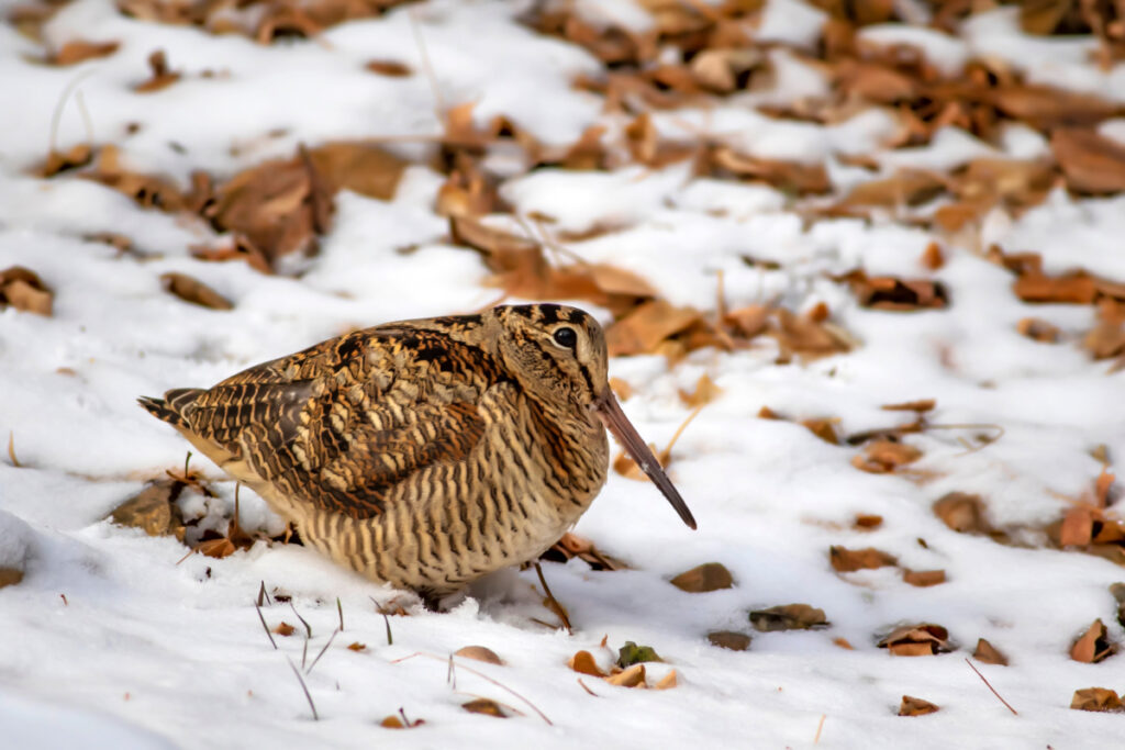 Bécasse des bois sous la neige