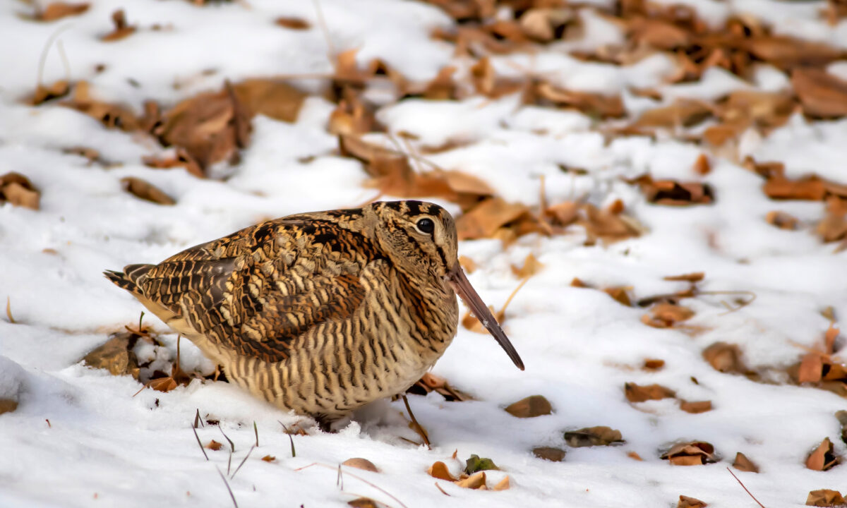 Bécasse des bois sous la neige