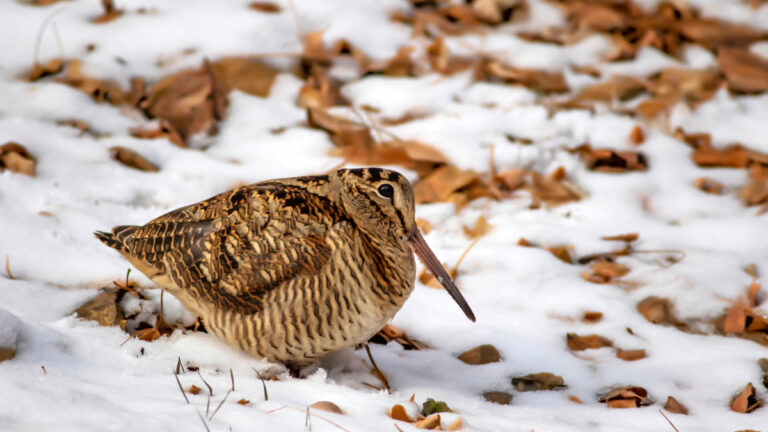Bécasse des bois sous la neige
