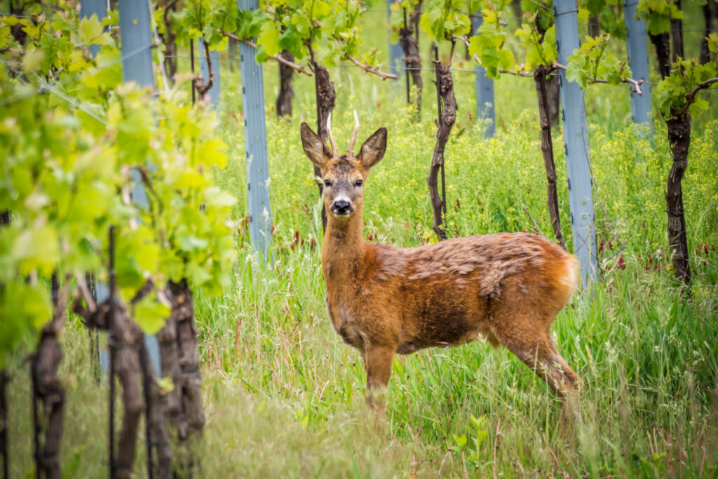 Brocard (chevreuil) dans les vignes