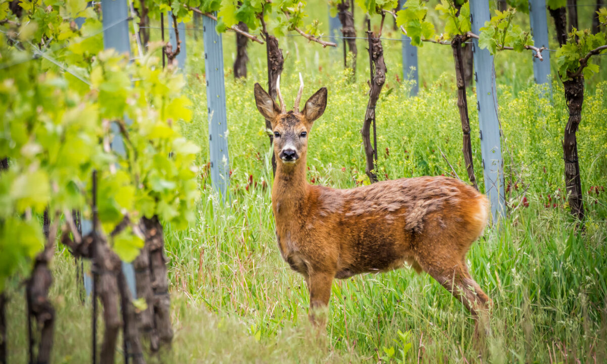 Brocard (chevreuil) dans les vignes