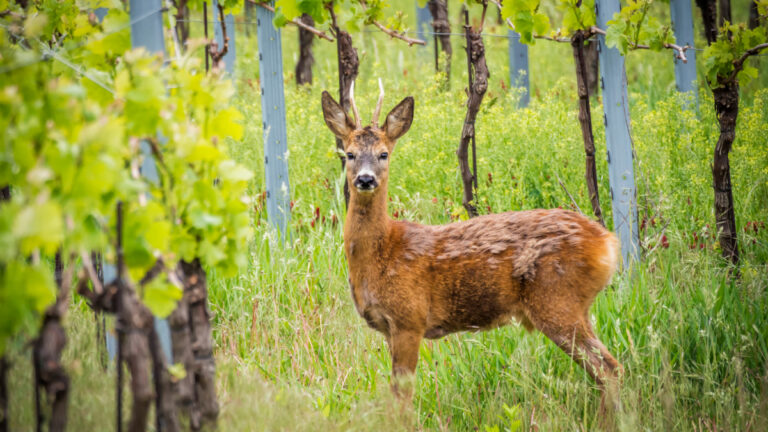 Brocard (chevreuil) dans les vignes