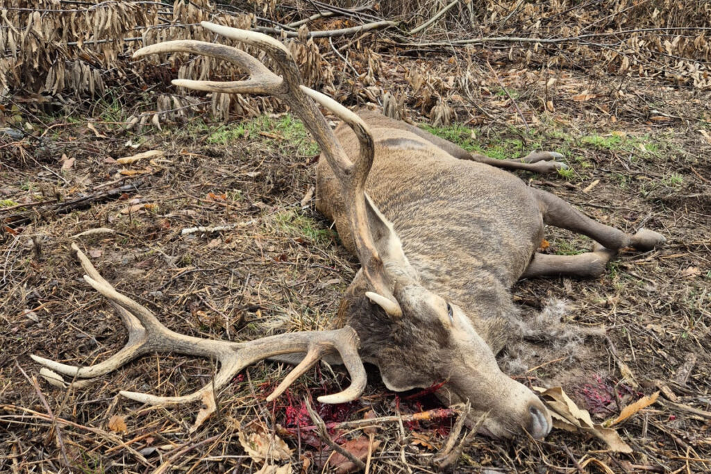 Cerf 12 cors irrégulier Haute-Vienne