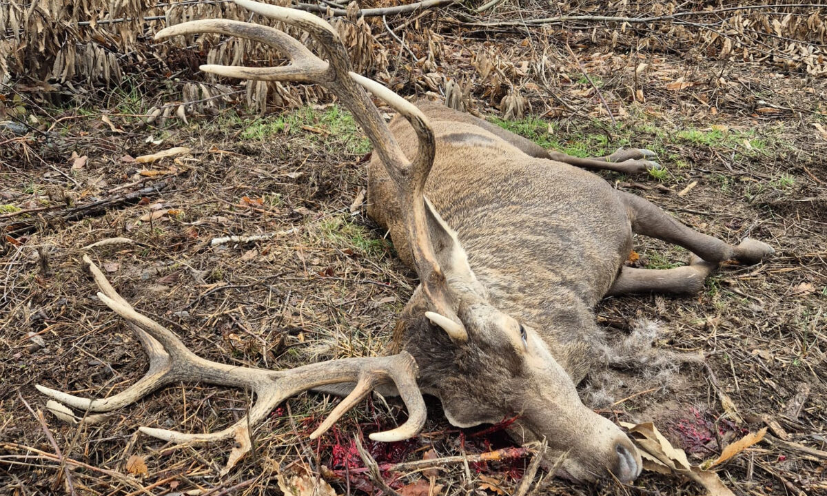 Cerf 12 cors irrégulier Haute-Vienne