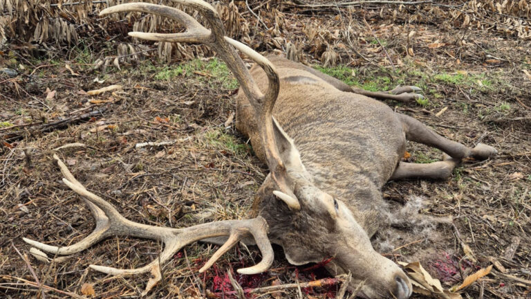 Cerf 12 cors irrégulier Haute-Vienne