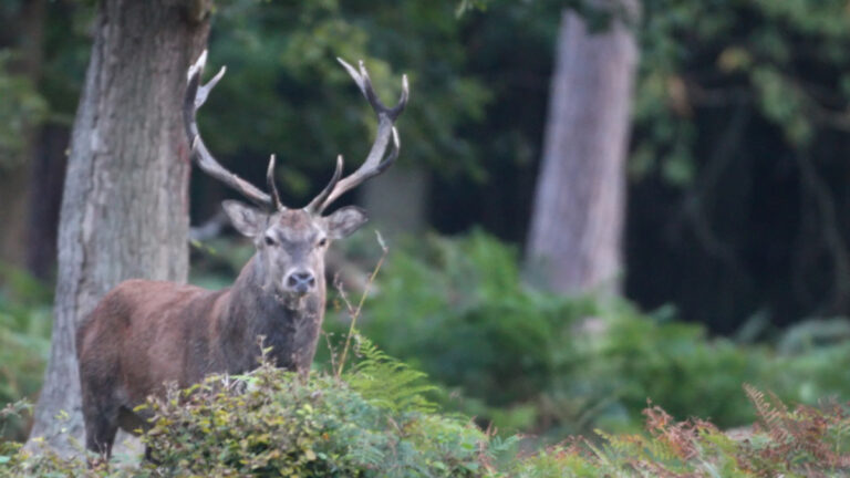 Massif central : les chasseurs s’investissent pour la science sur le cerf élaphe
