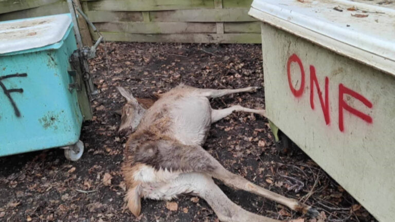 Gestion des cervidés par l&rsquo;ONF en Seine-Maritime: les écolos dénoncent « une boucherie »