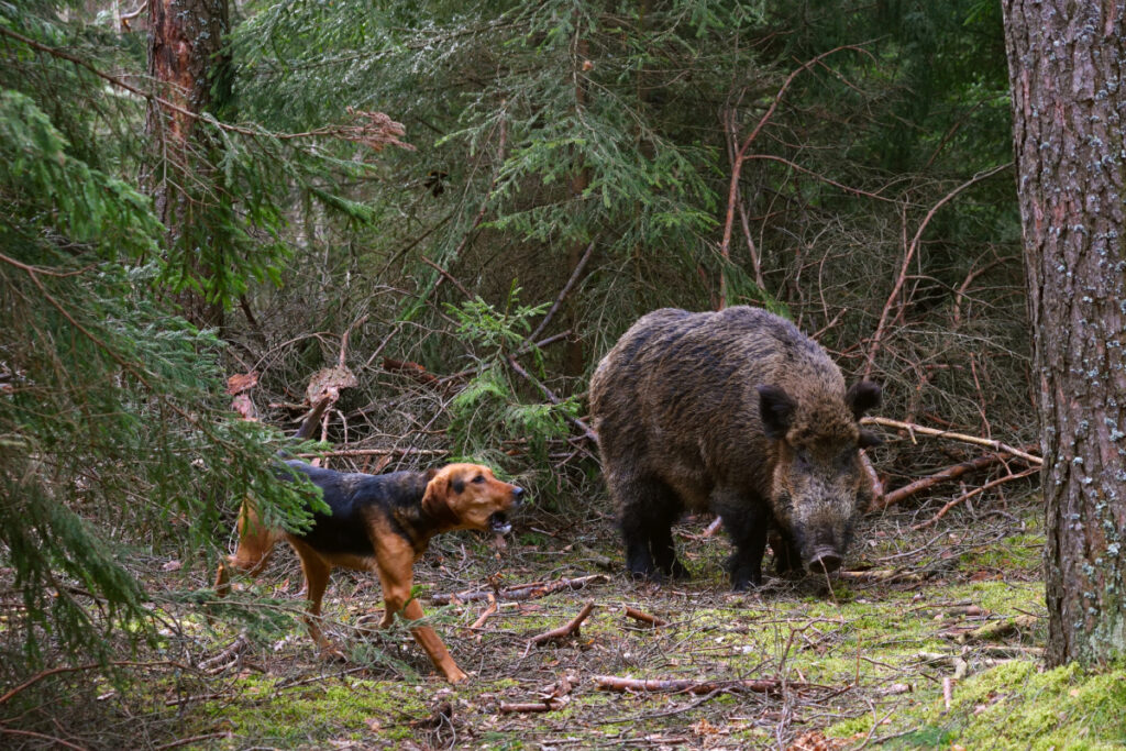 Chien courant sur sanglier