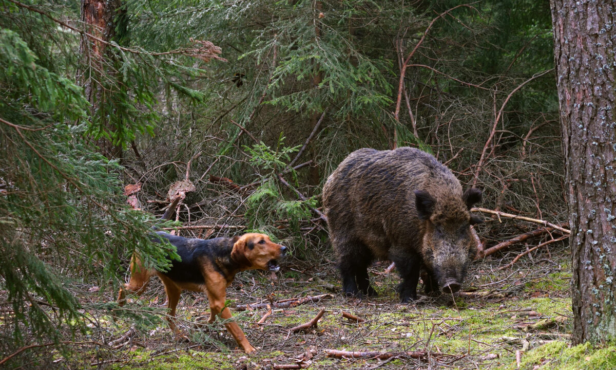 Chien courant sur sanglier