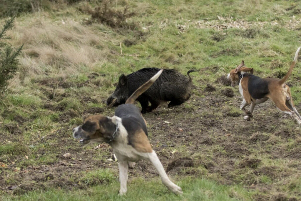 Chiens courants sanglier