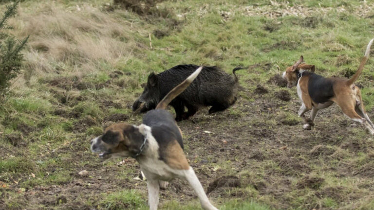 Chiens courants sanglier
