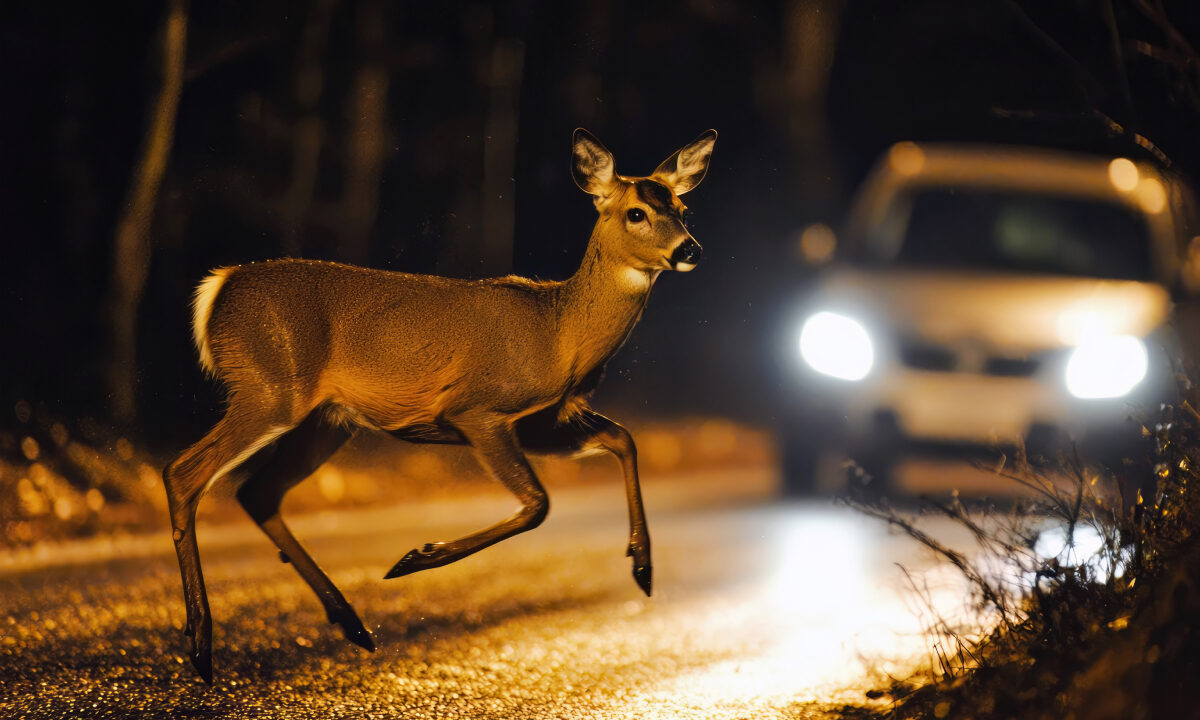 Collision accident chevreuil