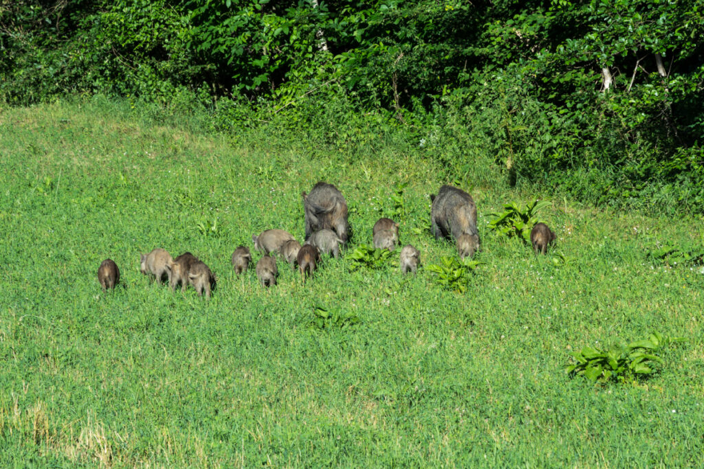 Compagnie de sangliers