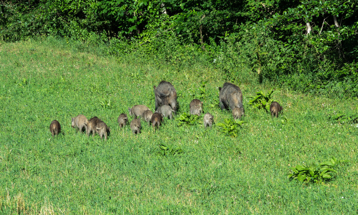 Compagnie de sangliers