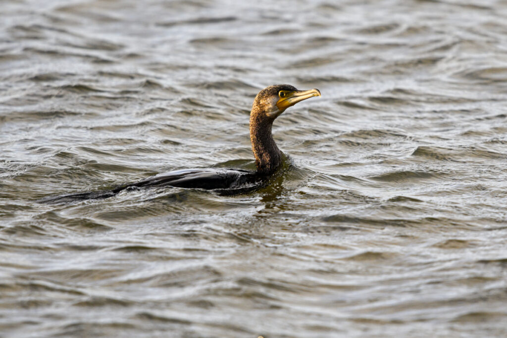 Cormoran en pêche