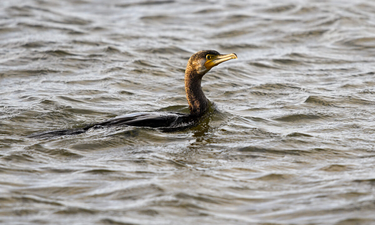 Cormoran en pêche