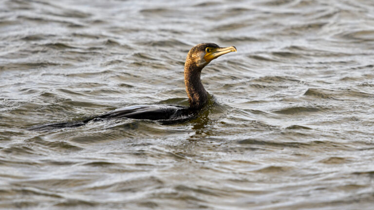 Cormoran en pêche