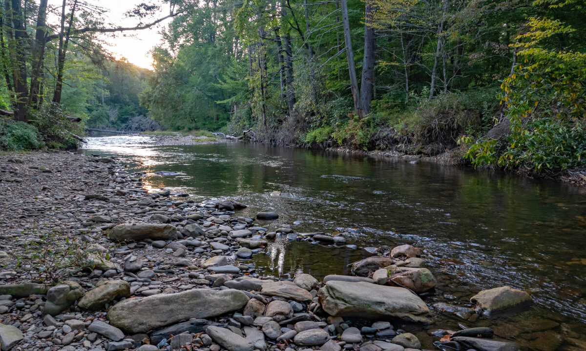 Cours d'eau en forêt