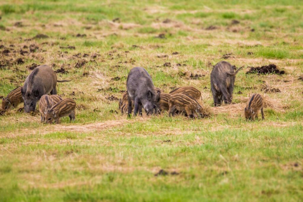 Dégâts sangliers