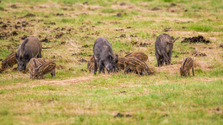 Dégâts sangliers