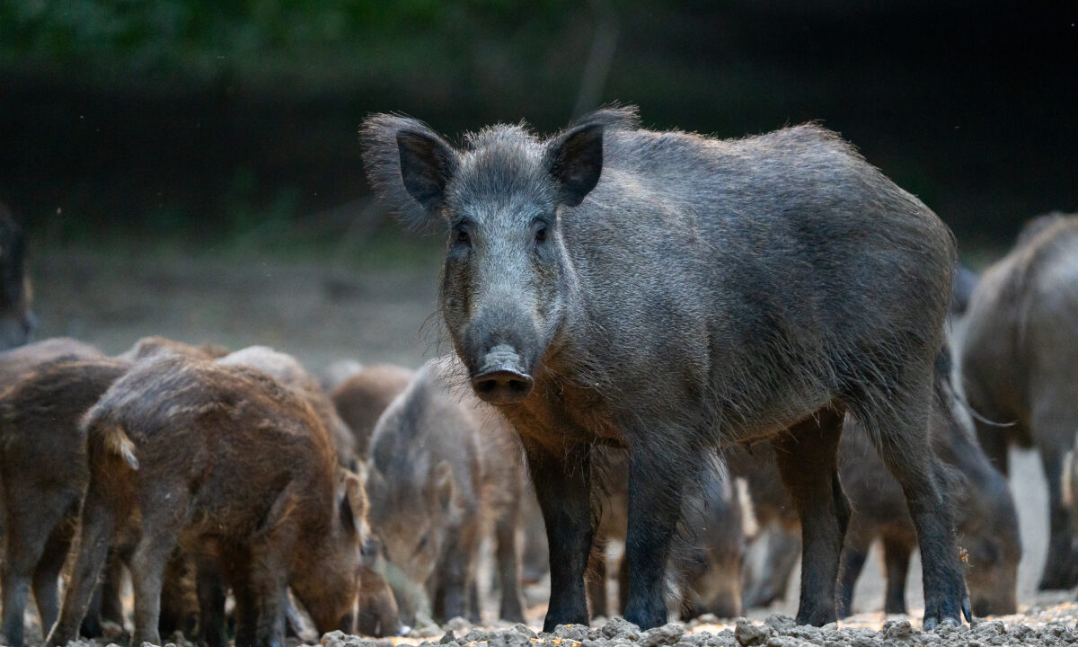Dégâts sangliers