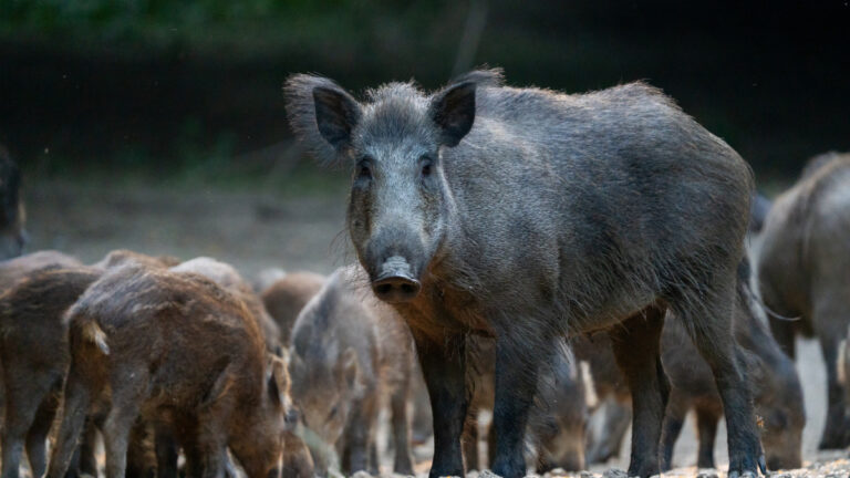 Dégâts sangliers