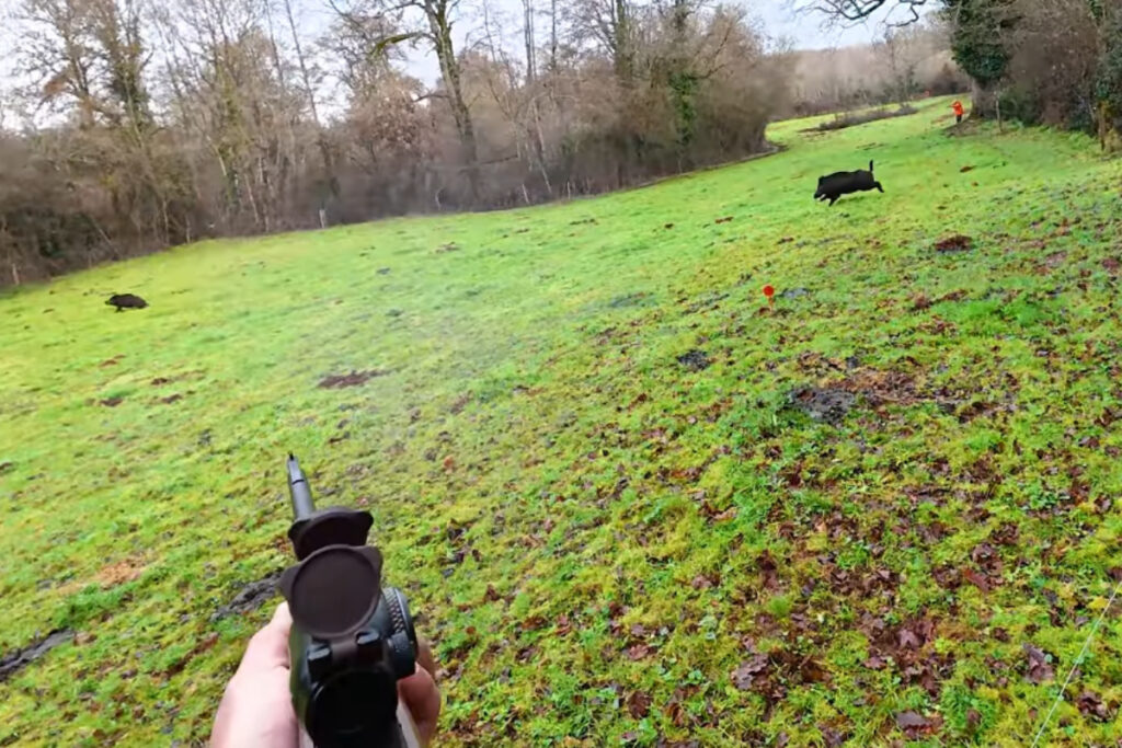 Doublé de sangliers