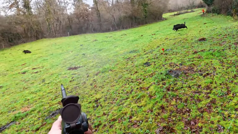 Vendée : 6 sangliers prélevés en battue, avec un doublé spectaculaire filmé en action
