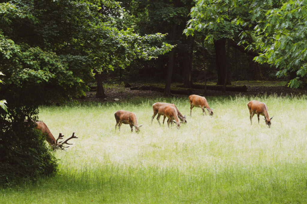 Harde cervidés élaphes