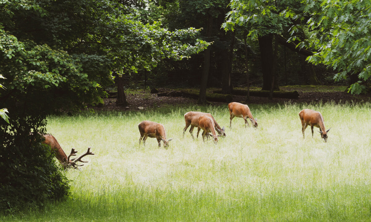 Harde cervidés élaphes