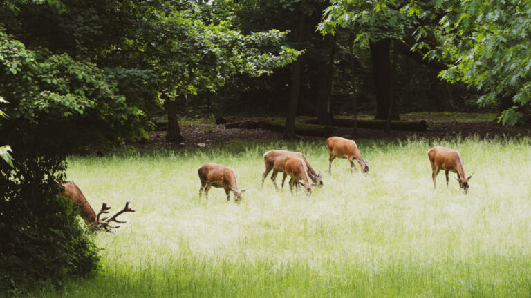 Harde cervidés élaphes