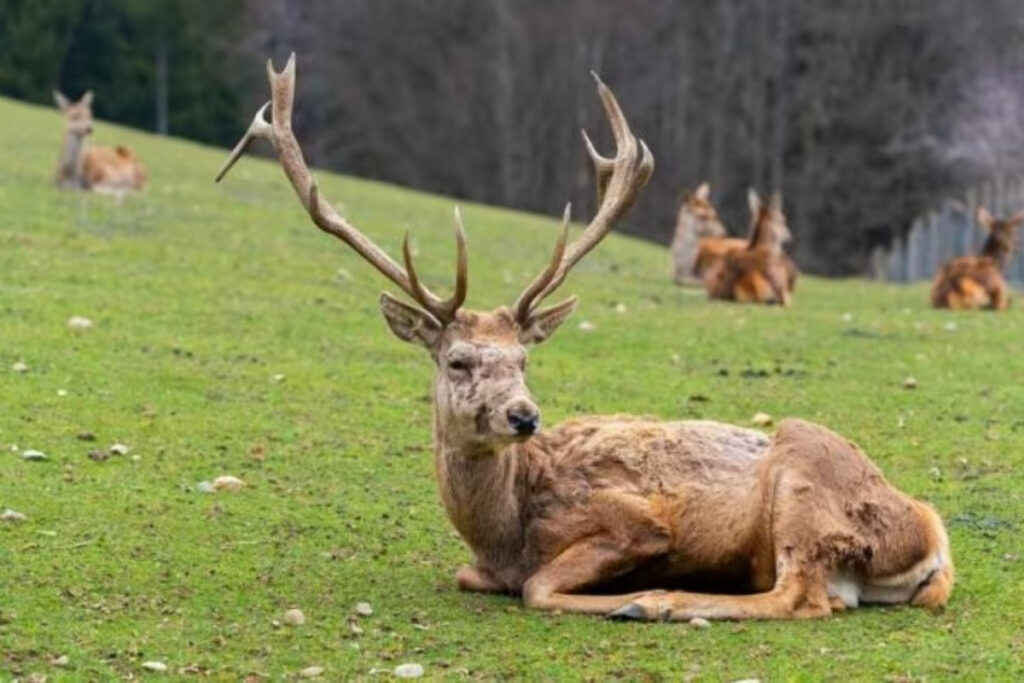 Maladie du cerf zombie