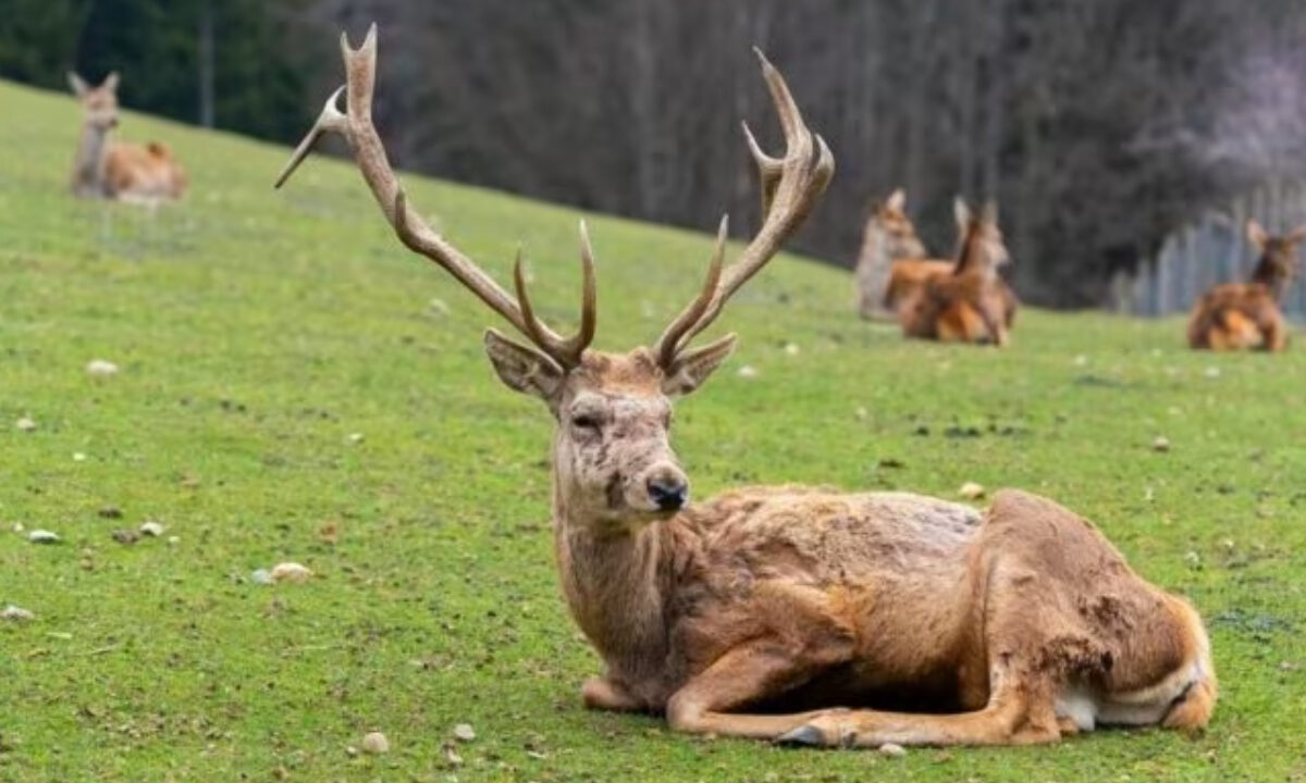 Maladie du cerf zombie