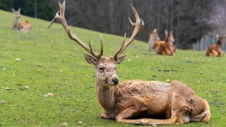 Maladie du cerf zombie
