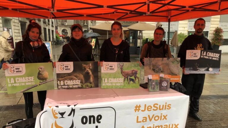 Tir de nuit du sanglier en Moselle : la justice rejette le recours de One Voice