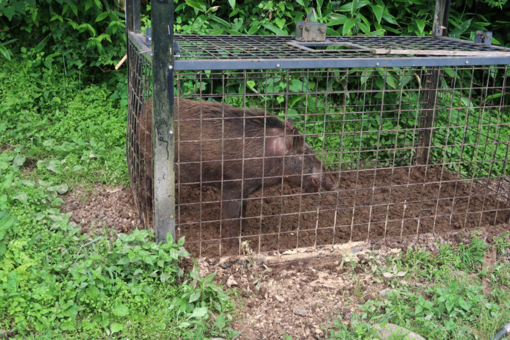Piège sanglier