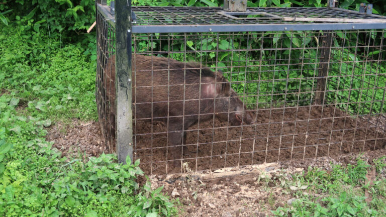 Ardèche : une maire condamnée pour piégeage illégal de sangliers sur ses terres