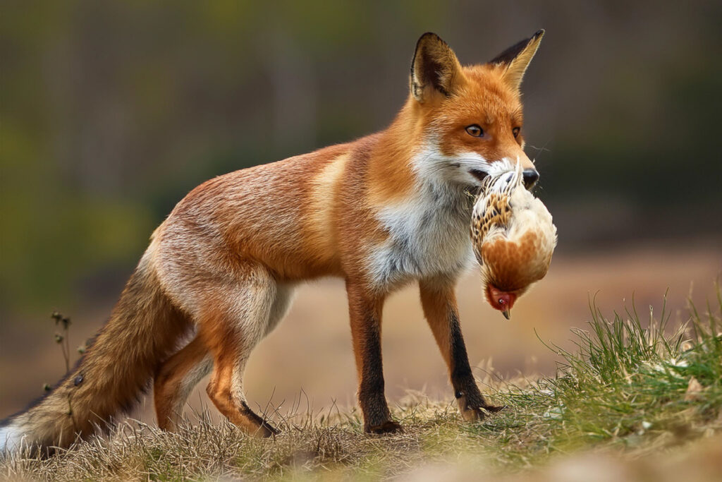 Renard roux prédate une poule