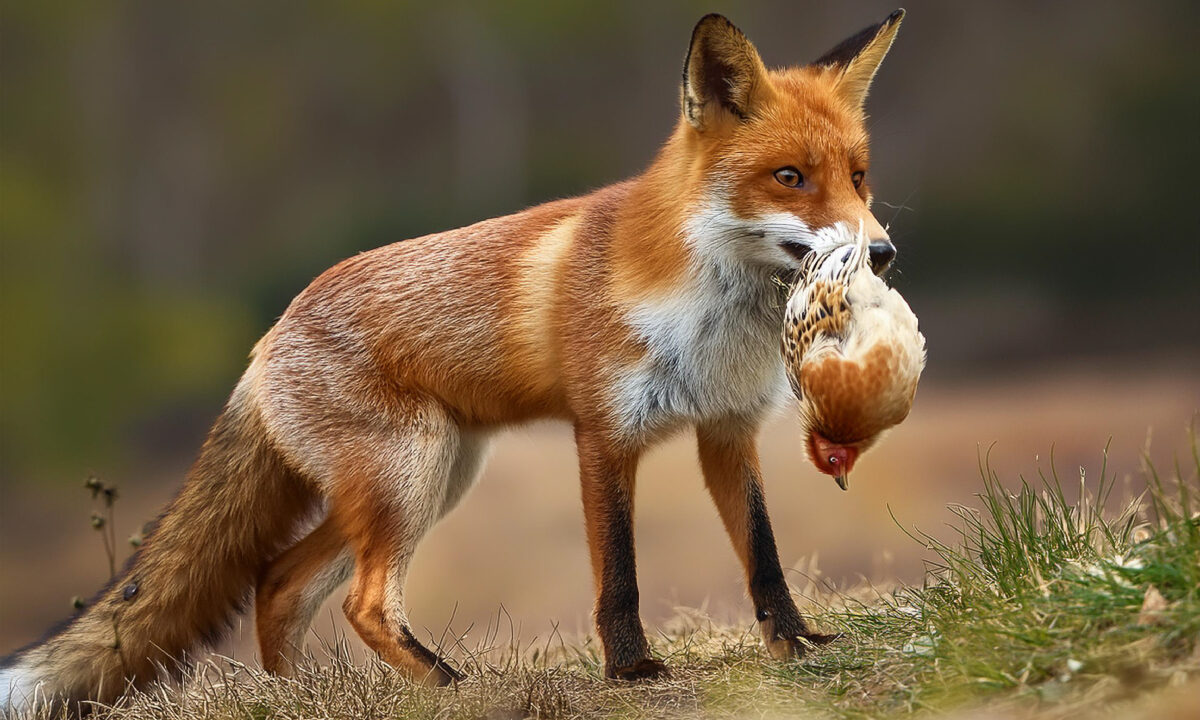 Renard roux prédate une poule