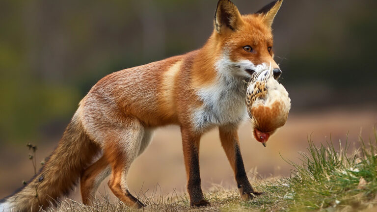 Renard roux prédate une poule